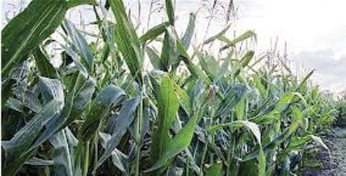 maize-plantation-11-11-13