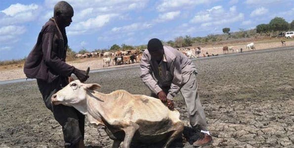 A livestock owner assisted to remove a cow stuck in a drying swamp in Bandari village at the Coast. PHOTO | FILE