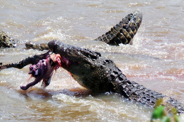 Crocodiles at the Mara River in the world famous Maasai Mara game reserve feast on a zebra during the very rare phenomenon of the wildebeests migrating back to the Mara from Serengeti in Tanzania. Majority of tourists who visited Maasai Mara during the peak season were from China, the first time Asian visitors have outnumbered Western nationals. PHOTO/FILE.