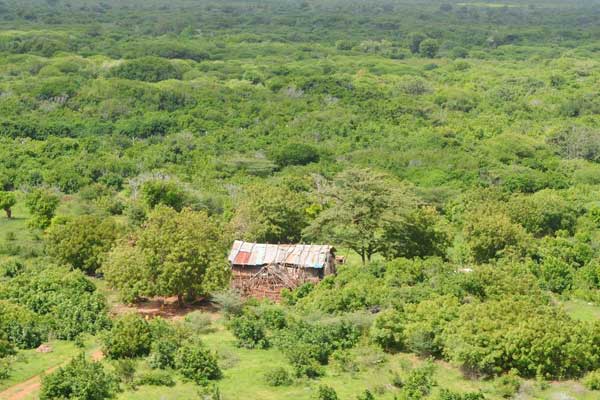 An aerial view of Boni Forest in Lamu County where Al-Shabaab militants have been hiding. Security forces conducting the Linda Boni operation have discovered and destroyed three hideouts belonging to the militants. FILE PHOTO | KEVIN ODIT | NATION MEDIA GROUP