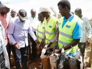 Ruto shocks Baringo farmers after buying 1,000 goats for Sh12 million cash