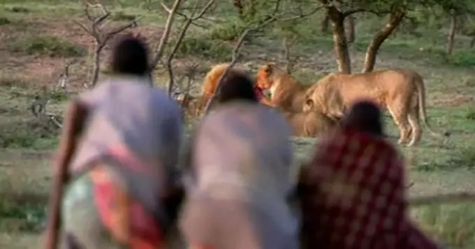 Video: Maasai Men stealing meat from hungry lions 1 Video: Maasai Men stealing meat from hungry lions