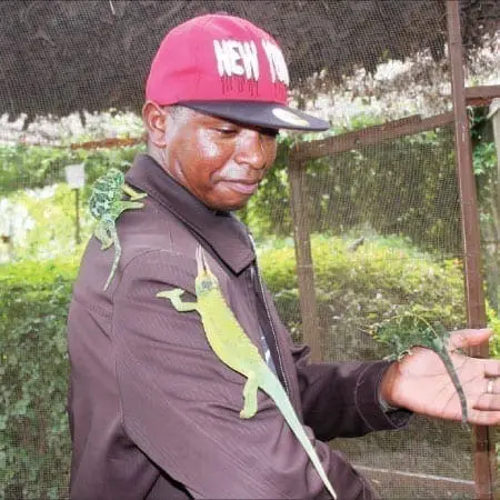 Brothers Profit from Chameleon Exports to Europe, Asia