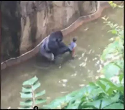 Gorilla Harambe killed after it falls into zoo enclosure