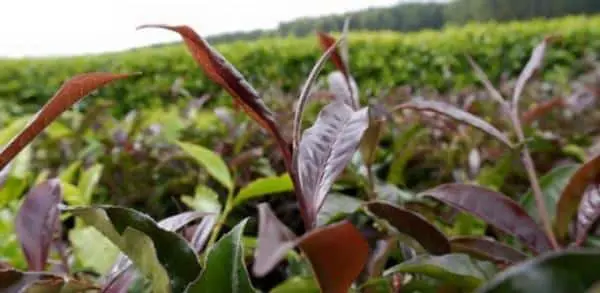 VIDEO:NEW HEALTHIER PURPLE TEA DISCOVERED IN KENYA