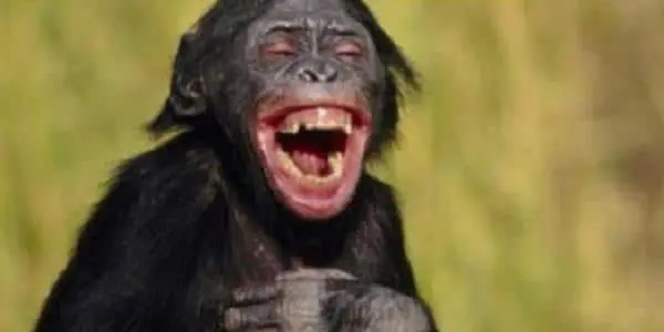Hilarious Tweets After Monkey Causes Countrywide Blackout
