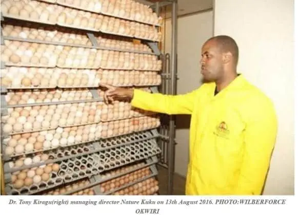 Kuku kienyeji pays off after ditching dream American job