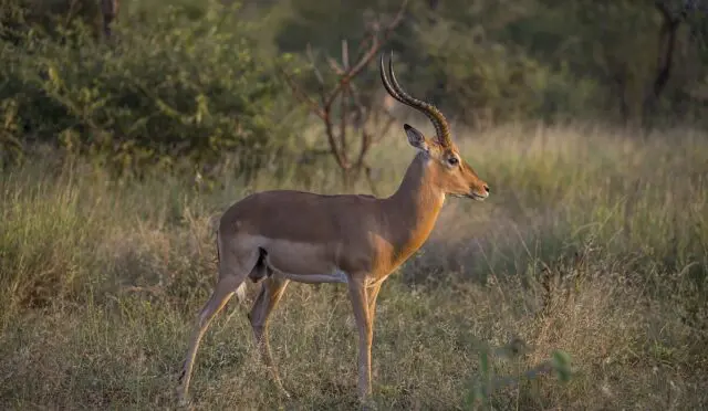 Do you sometimes behave like the African Impala in a zoo?