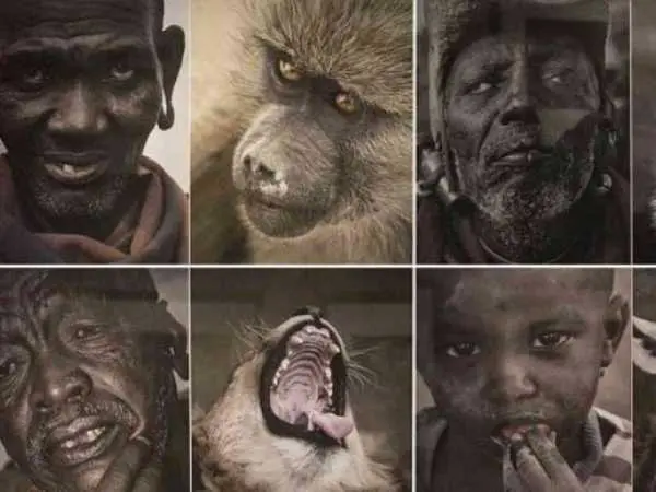 Chinese museum removes pictures comparing black people to wild animals 1 "The curator explained that Chinese photographer Yu Huiping was simply trying to 'show the harmony between man and animal in Africa'."/VIA OKAYAFRICA