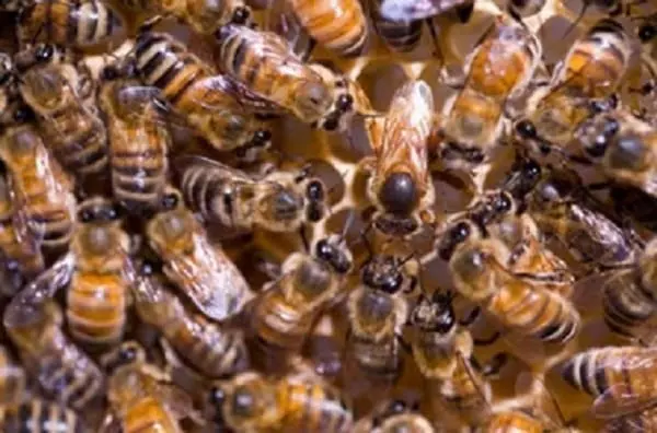 Swarm of Bees disrupt Jubilee rally in Wundanyi Taita-Taveta
