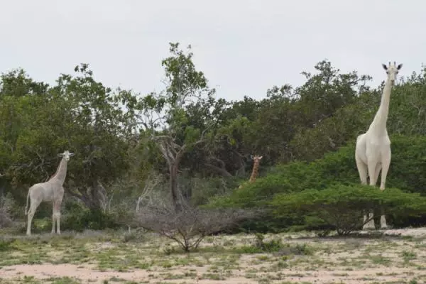 VIDEO: Rare white giraffes spotted in Kenya