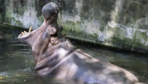 Chinese tourist, killed in Kenya hippo attacks