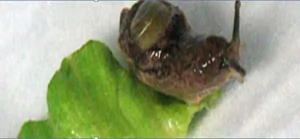 Rosemary Odinga Condition: Is There A Link In Snail Farming?