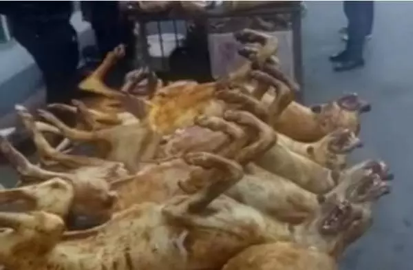 Famine Drives Woman and Children to Feed on Dogs