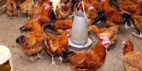 ‘Chicken’ Men Sent to Jail by UK Court