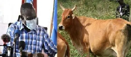 VIDEO: Turkana residents use cow urine as sanitiser to keep virus at bay