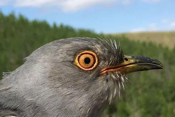 From Kenya to China: Bird defies the odds to fly 8,000km in 5 days 1 From Kenya to China: A Bird's Epic 8000km Flight