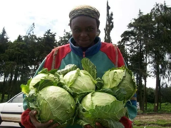 Kenya Village Voices: Those Tenacious Kikuyu Women of Soko Mjinga