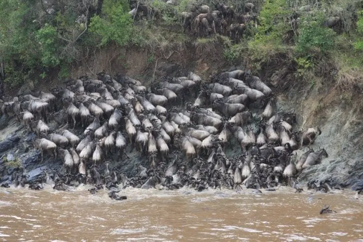 Video: Wildebeests Migration goes wrong as 300 drowned in Mara River
