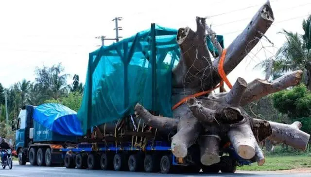 Kilifi Suspends Uprooting And Selling Baobab Trees to USA