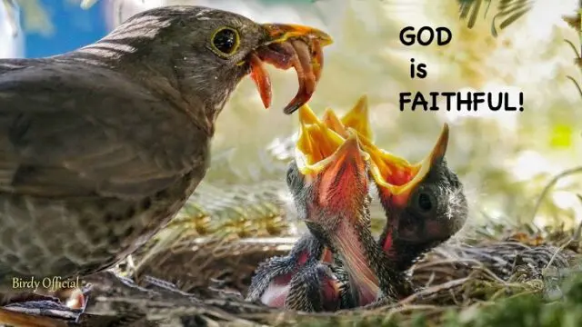 Trusting in God's Faithfulness: Dependable and Trustworthy