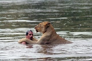 Kevin Richardson, Kevin Richardson Swim With Lioness, Kevin Richardson Swim With Lioness Photos, Kevin Richardson Swim With Lioness Video