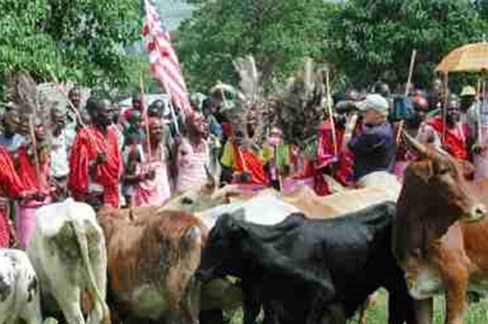 Tribute to the Maasai: Kenya’s Gift of 14 Cows to America 1 Tribute to the Maasai: Kenya’s Gift of 14 Cows to America