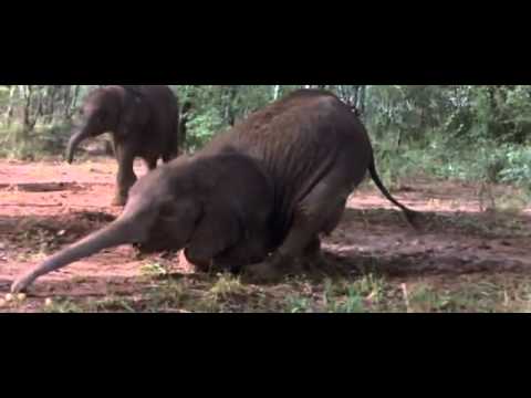 Funny-African Animals Getting Drunk From Ripe Marula Fruit