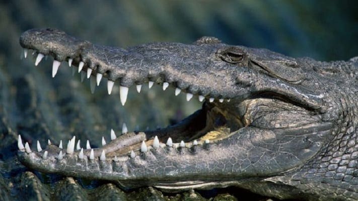 Kenyan Mum feeds children to crocodiles in Migori