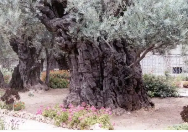 The two gardens that speak to our spirits-Place called Gethsemane
