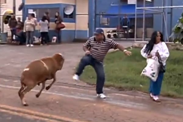 Hilarious Video: Crazy Goat Terrorizes People on the streets