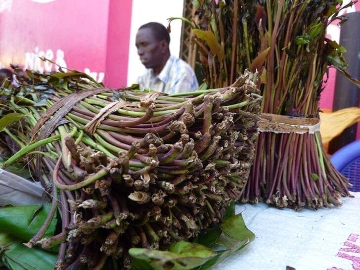 Shipments of Miraa from Kenya stopped at Dulles Airport