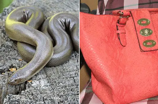 Snake-and-handbag