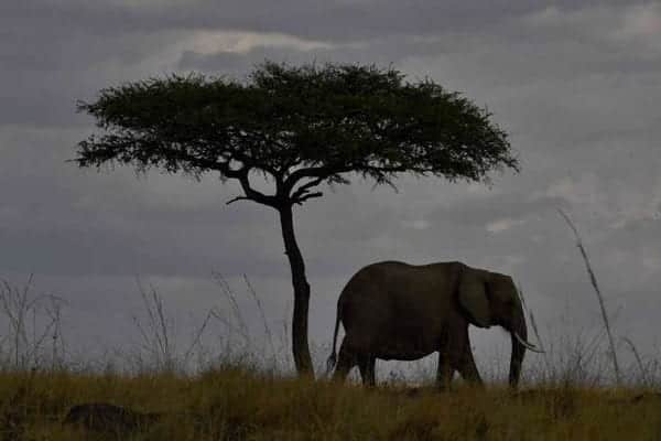 An elephant walks past a tree during the annual