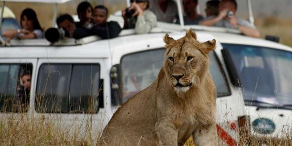 Maasai Mara voted Africa’s leading national reserve