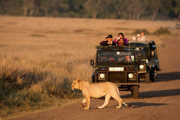 Tourists at a local game park watch as a lion crosses a path. Kenya has been voted the top Safari destination in the world, boosting confidence in the local tourism industry amid growing competition from other players in the region. PHOTO/FILE