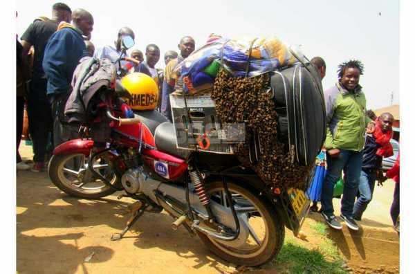 Boda Boda man rides with huge swarm perched on bike