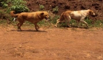 Where did the stray Dogs go to in Kenya?