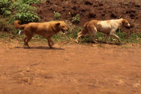 “Cat dogs” and “cat burgers”: Where did the stray Dogs go to in Kenya?