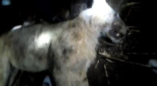 VIDEO: Cow Strangles Lion To death In Lucuiti Meru
