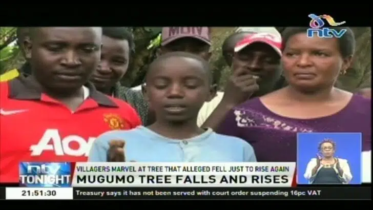 VIDEO: Villagers marvel at Mugumo tree that alleged fell just to rise again