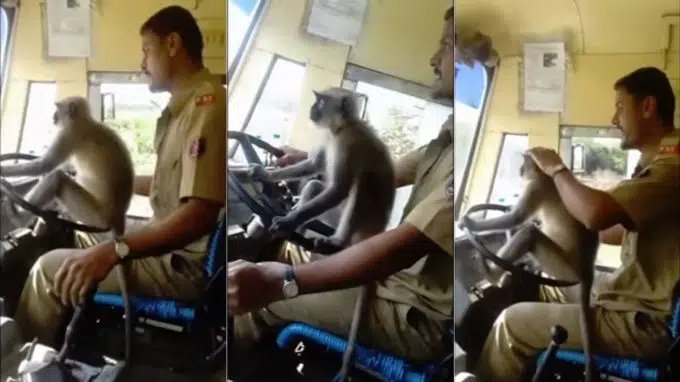 VIDEO: BUS DRIVER SUSPENDED FOR LETTING MONKEY DRIVE