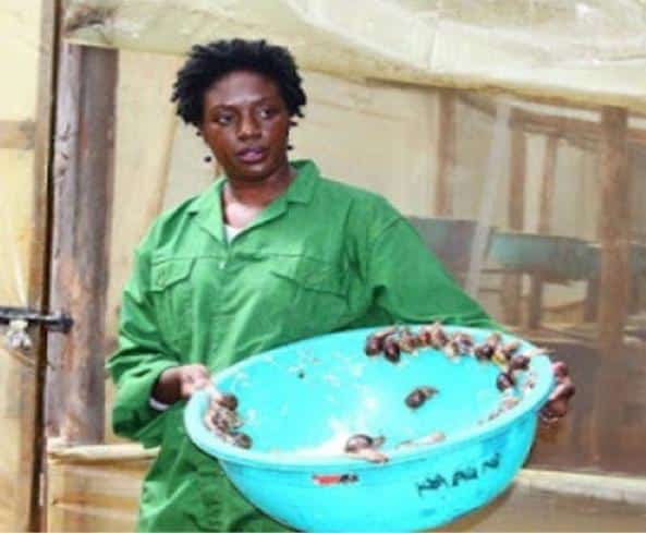 ROSEMARY ODINGA CONDITION: IS THERE A LINK IN SNAIL FARMING