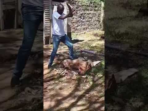 VIDEO: Murkomen's Mother Forces Him to Chop Firewood