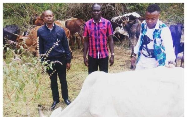 Village behavior: My cows are not leaving Karen-Ringtone