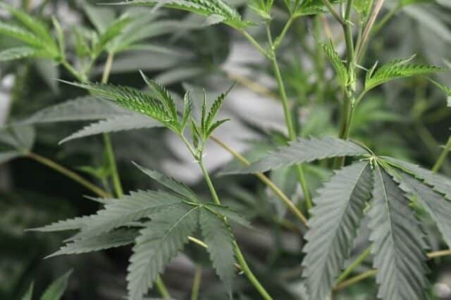 WORRYING: New York firm reveals plan to grow marijuana in Kenya