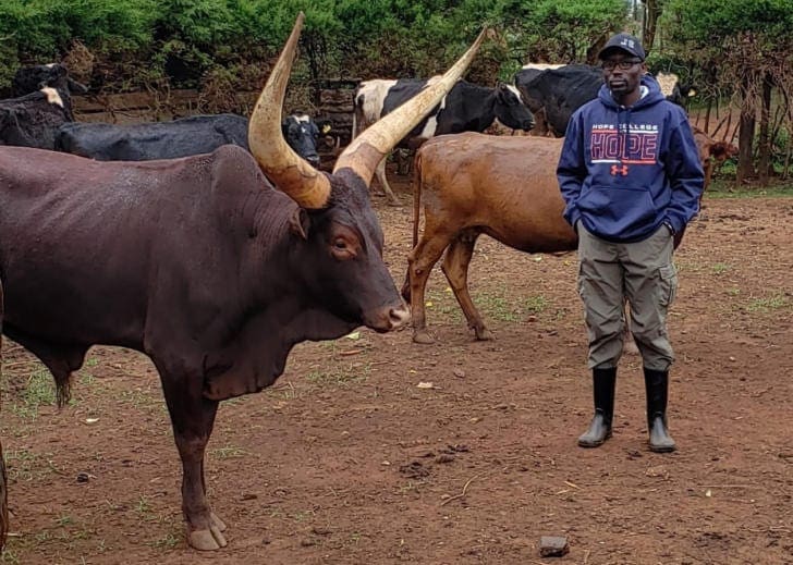 Diaspora Stories: Living in the US, Keeping Beef Cattle in Kenya