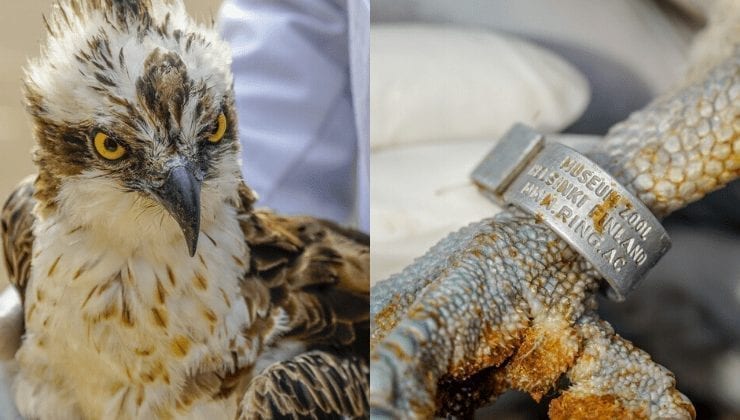 Rare Bird That Flew From Its Home In Finland To Siaya Dies