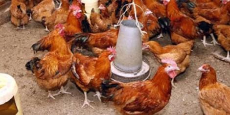 Wastage of resources: Govt Hospital Turned Into Chicken Coop
