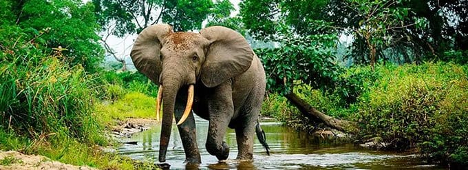 Why Elephants Are Important In Ecosystem Restoration